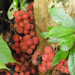 Forest fruits
