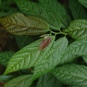 Trees of Western ghats