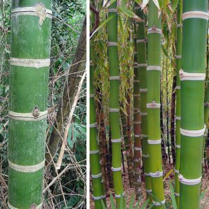 Bamboos and Grasses