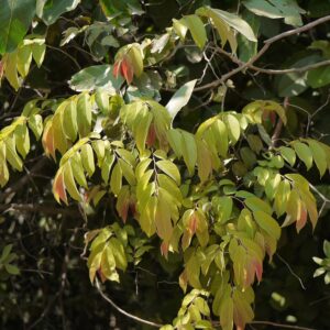 Climbers - Western ghats