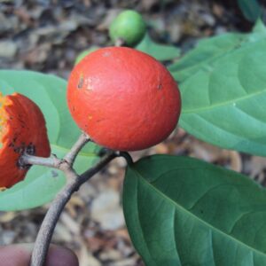 Western ghats & Medicinal